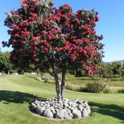 a group of lawn chairs sitting on top of a grass covered field