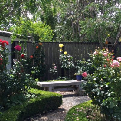 a close up of a flower garden